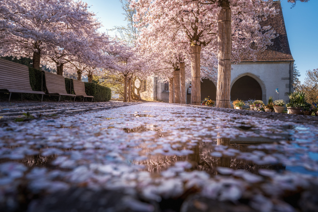 St. Micheal im Kirschblüten Meer | Friedhof St. Michael in Zug - Realisiert mit Pictrs.com