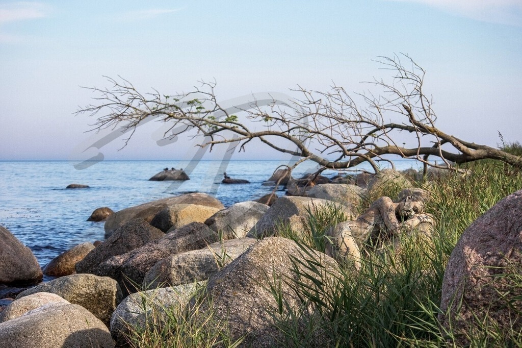 NatureArt-KÜSTE_1130 | Der Baum ist quer | #004 | Modell: Darky | Foto: Mike Koppold - Realisiert mit Pictrs.com