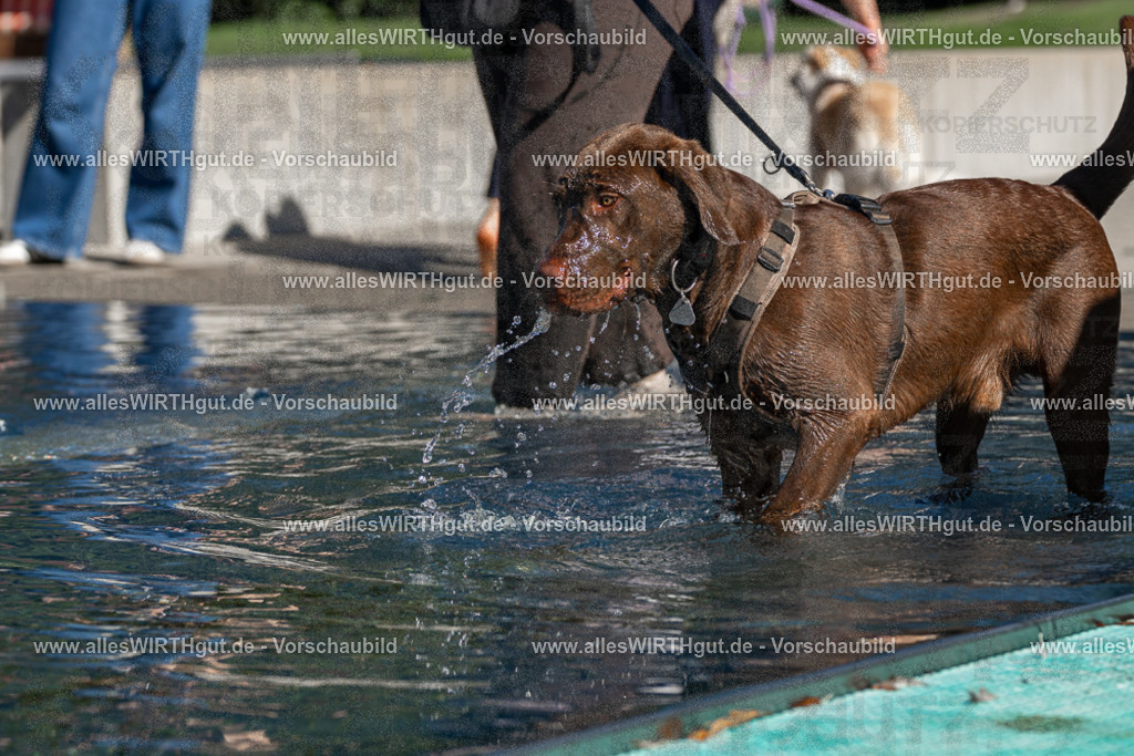 Hundeschwimmen_Volksbad_2026-allesWIRTHgut_Tierfotografie-2609061041-FAY05992 | Professionelle Tierfotografie in Mönchengladbach von Daniel Wirth (allesWIRTHgut). Liebevolle & natürliche Bilder von Hunden & Katzen für unvergessliche Erinnerungen.