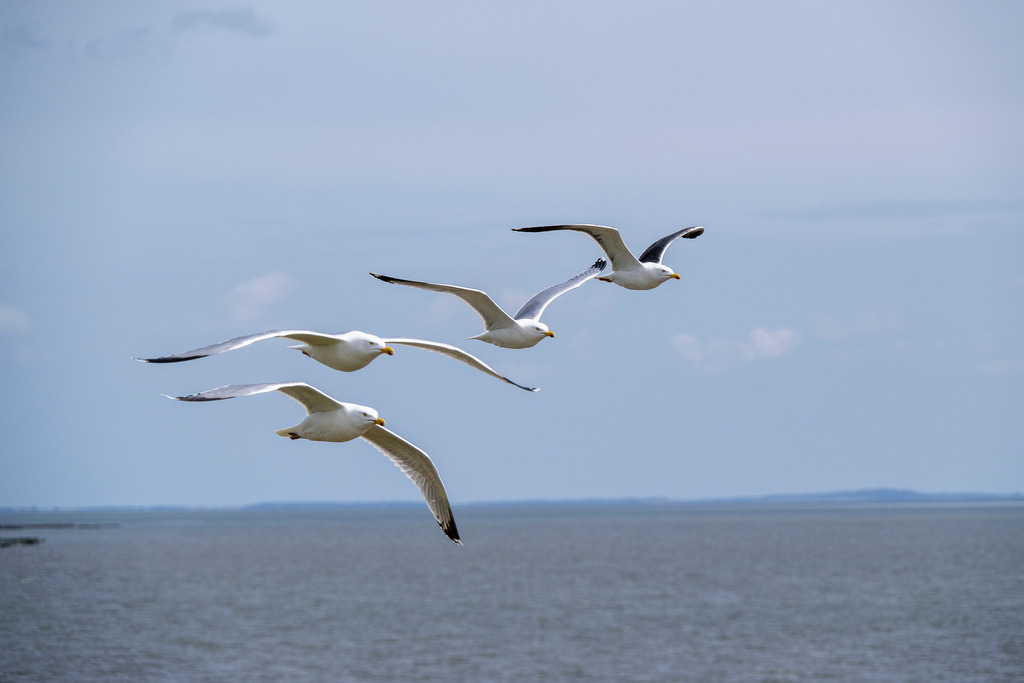 260606_Texel_9653_mr | Entdecke exklusive Fotografie im muebri Shop: Stimmungsvolle Motive  Naturaufnahmen und mehr. Jetzt hochwertige Wandbilder und Fotoabzüge online kaufen! - Realisiert mit Pictrs.com