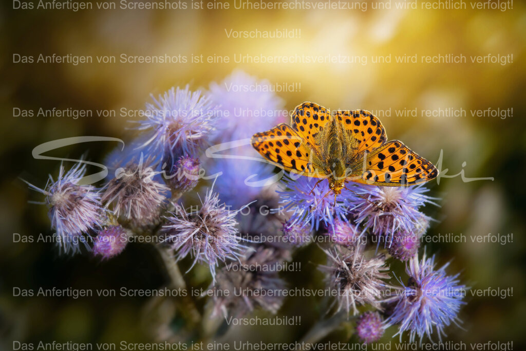 Wandbild Schmetterling | People- und Tierfotografie, Imageaufnahmen, Veranstaltungsfotografie und Wandbilder aus der Natur ★ Made in Germany ✔️ Druck + Downloads ✔️ Naturfotografie in Top Qualität ★ schneller Versand, weltweite Lieferung! - Realisiert mit Pictrs.com