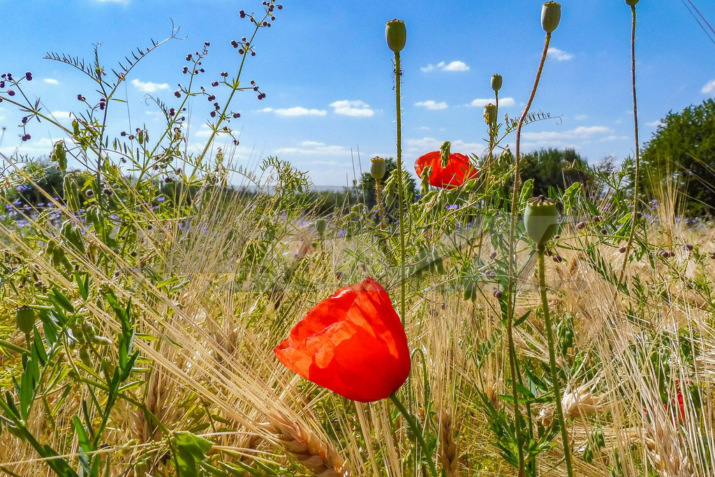 Bunte Welt  | Klatschmohn im Gerstenfeld, Sinntal-Oberzell in der Rhön - Realisiert mit Pictrs.com