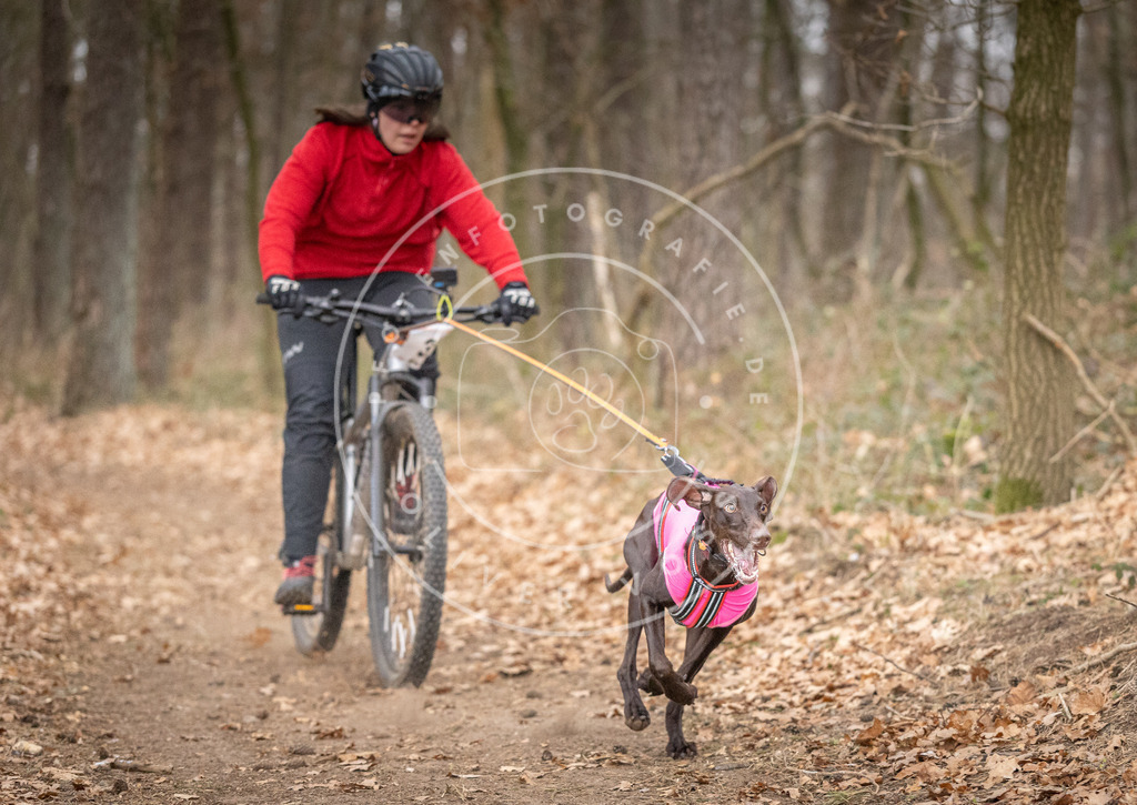 Pfotenfotografie_DV3A5293 | Hundefotografie, Tierfotograf, Pfotenfotografie, Fotoshooting Hund, Hunde Portrait, Hundesport, Hundeportraits, Heideshooting, Hunde, Sportfotograf, Hundefotograf, Turnierhundsport, THS,  - Realisiert mit Pictrs.com