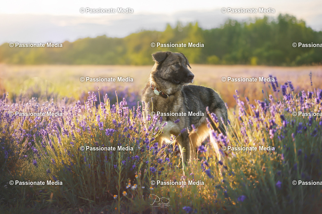 _DSC1542-2 | Passionate Media, dein Fotograf aus Brandenburg, Märkisch Oderland, im Bereich Motorsport, Autos und Motorräder sowie Events und auch Hunde. Shootings oder auch Eventbegleitungen können bei mir gebucht we