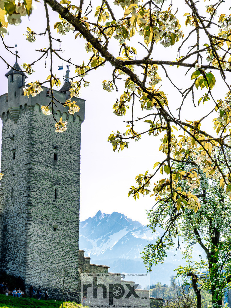 Frühling in Luzern – Kirschblüten vor Museggmauer | Frühlingsstimmung in Luzern. Zarte Kirschblüten im Vordergrund treffen auf die historische Museggmauer im Hintergrund. - Realisiert mit Pictrs.com