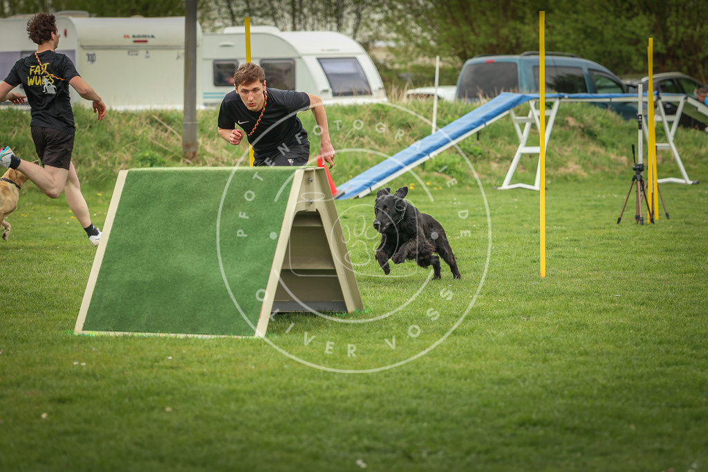 Pfotenfotografie_0L8A0460 | Hundefotografie, Tierfotograf, Pfotenfotografie, Fotoshooting Hund, Hunde Portrait, Hundesport, Hundeportraits, Heideshooting, Hunde, Sportfotograf, Hundefotograf, Turnierhundsport, THS,  - Realisiert mit Pictrs.com