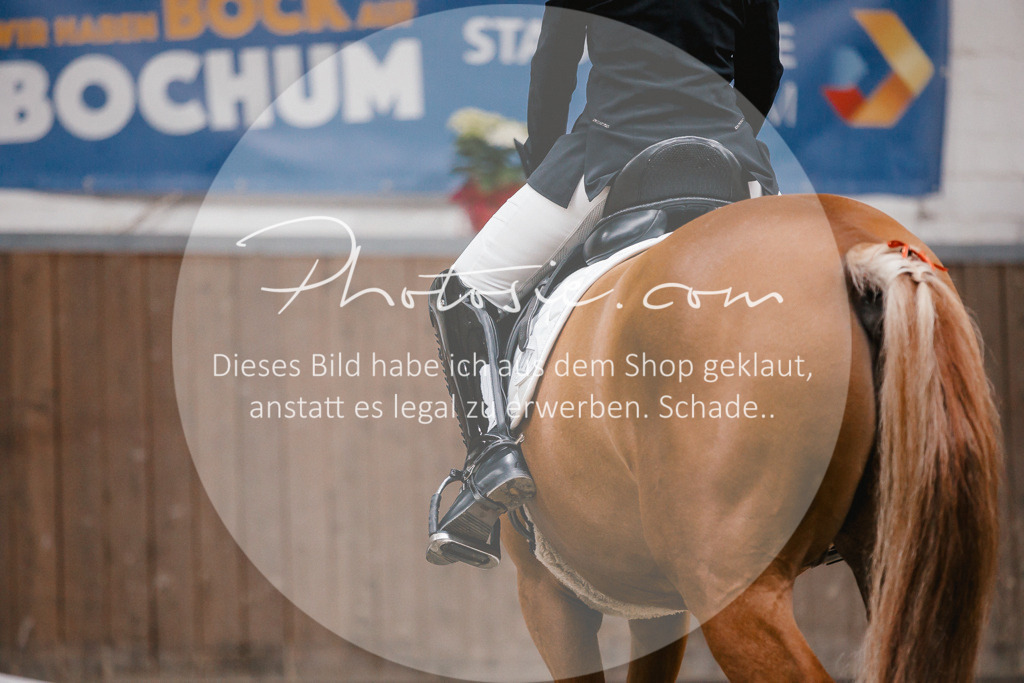 3I6A6484 | Stimmungsvolle Portraits und Reitsportfotografie im Ruhrgebiet und im Münsterland.

Pferdefotografie, Hundefotografie, Tierfotografie, Reportagen, Portraits von Tier und Mensch, Turnierfotografie in Bochum, Recklinghausen, Marl, Haltern am See, Dülmen.. - Realisiert mit Pictrs.com
