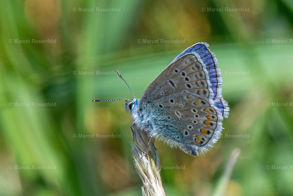 _DSC4806 (1) | foto-rosenfeld