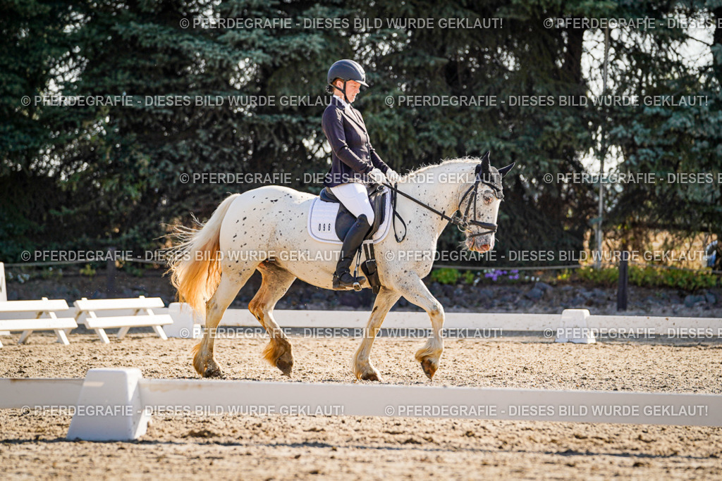 DSC09437 | Pferdegrafie