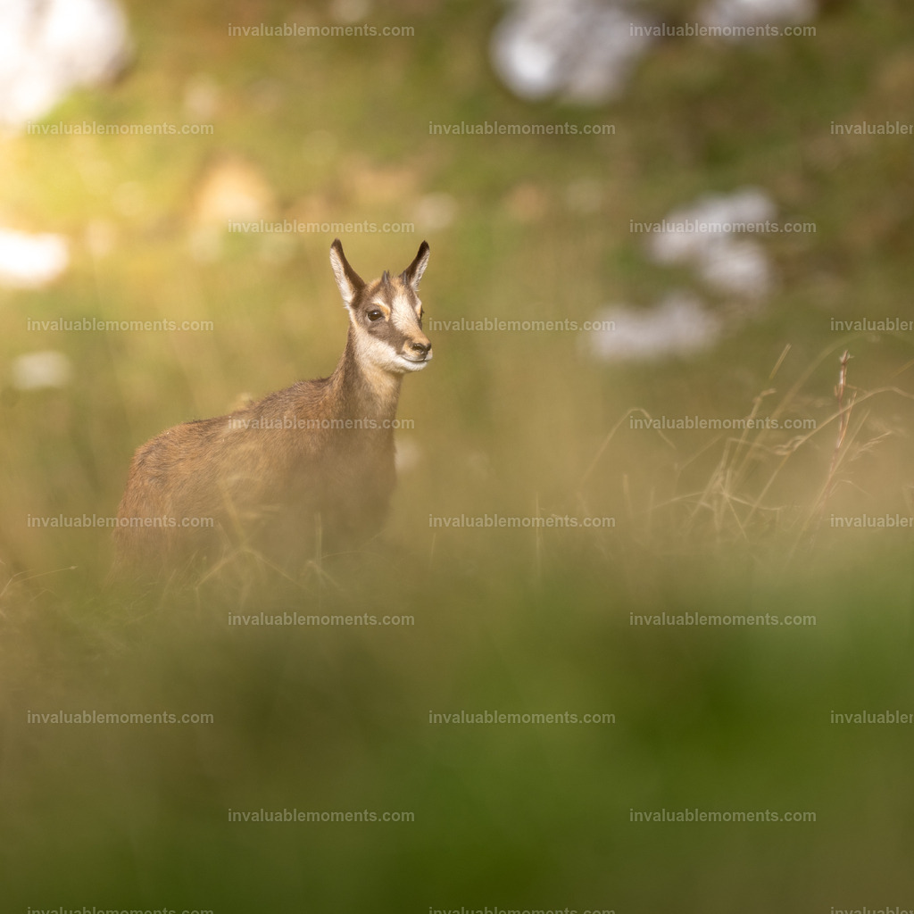 DSC_9655 | invaluablemoments.com - Realisiert mit Pictrs.com