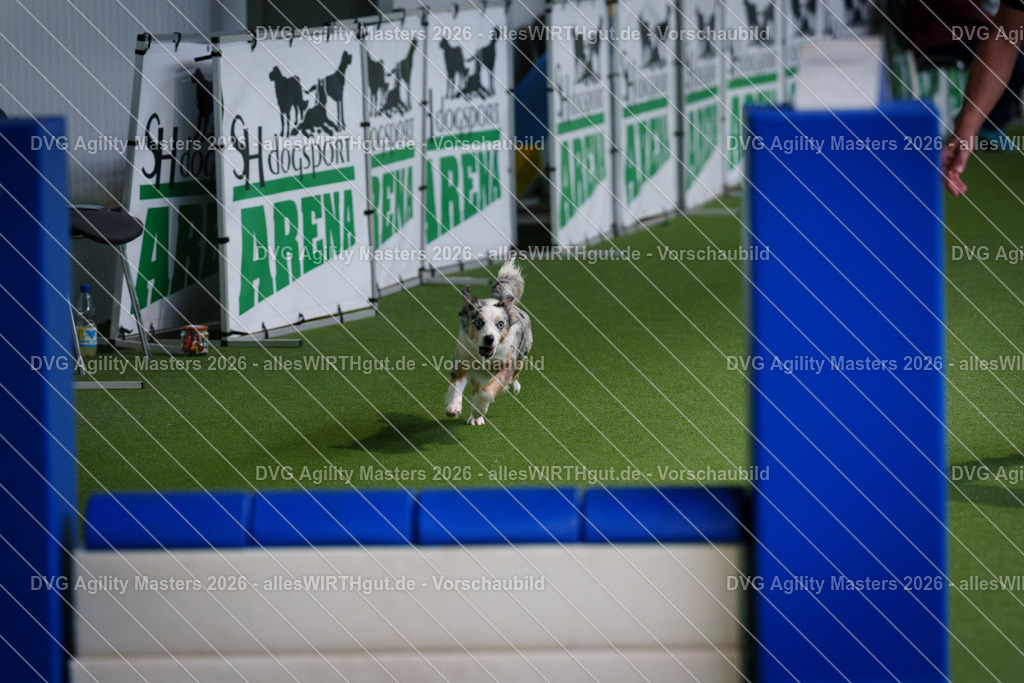allesWIRTHgut_Tierfotografie-DVG_Agility_Masters_2026-11_15-7R505305 | Professionelle Tierfotografie in Mönchengladbach von Daniel Wirth (allesWIRTHgut). Liebevolle & natürliche Bilder von Hunden & Katzen für unvergessliche Erinnerungen.