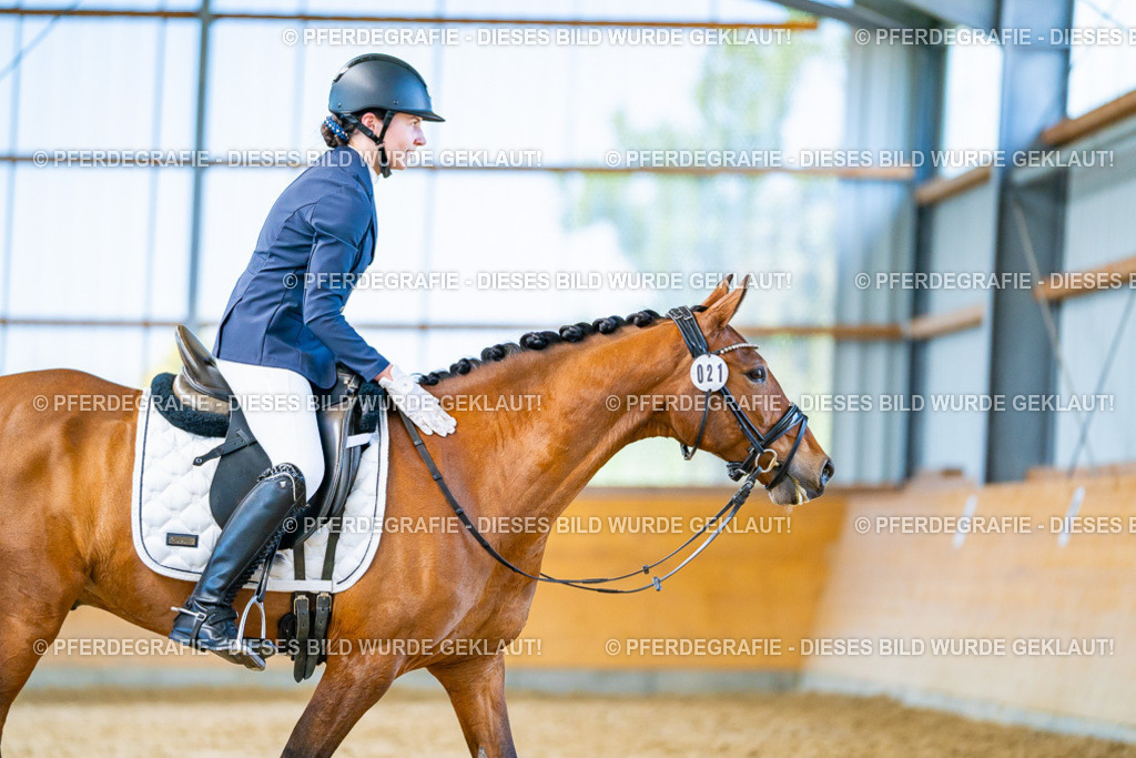 DSC08017 | Pferdegrafie