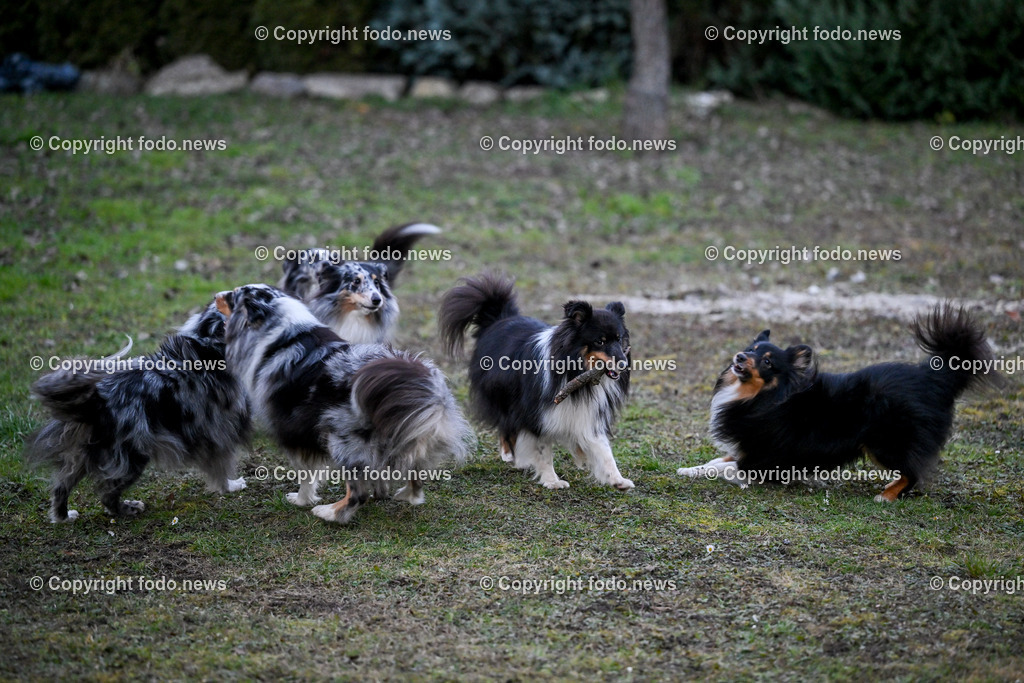 Hunde_ 26.12.2024-27 | 28.012.2024, Povazska Bystrica, SVK, Themenbild, Hunde, im Bild Dog, Hund, Hunde, Rasse, Wiese, laufen, spielen, Sheltie, Shetland Sheepdog, Huetehund, Wachhund, Rudel