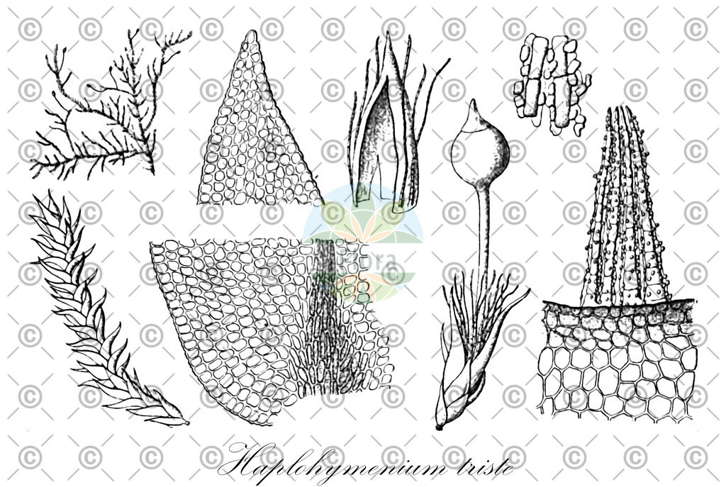 HistAbb_wfo-0001196347_1_ENZY_Simple | Historische Abbildung von Haplohymenium triste - Anomodontaceae | Historical Illustration of Haplohymenium triste - Anomodontaceae