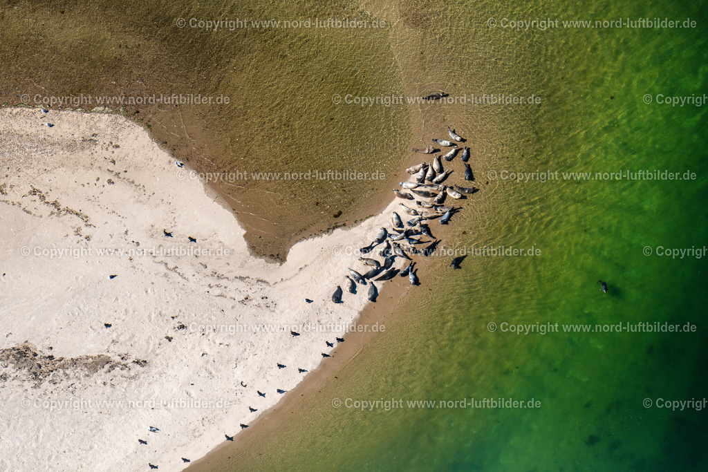Sylt_List_Seehunde_ELS_8974130822 | LIST 13.08.2022 Sandstrand- Landschaft des Uthörn mit einer Herde von Seehunden entlang des Küsten- Verlaufes der Nordsee in List auf der Insel Sylt im Bundesland Schleswig-Holstein, Deutschland. Weiterführende Informationen bei: Sylt Marketing GmbH. // Sandy beach landscape of the Uthoern with a herd of seals along the coast of the North Sea in List on the island of Sylt in the state Schleswig-Holstein, Germany. Further information at: Sylt Marketing GmbH. Foto: Martin Elsen