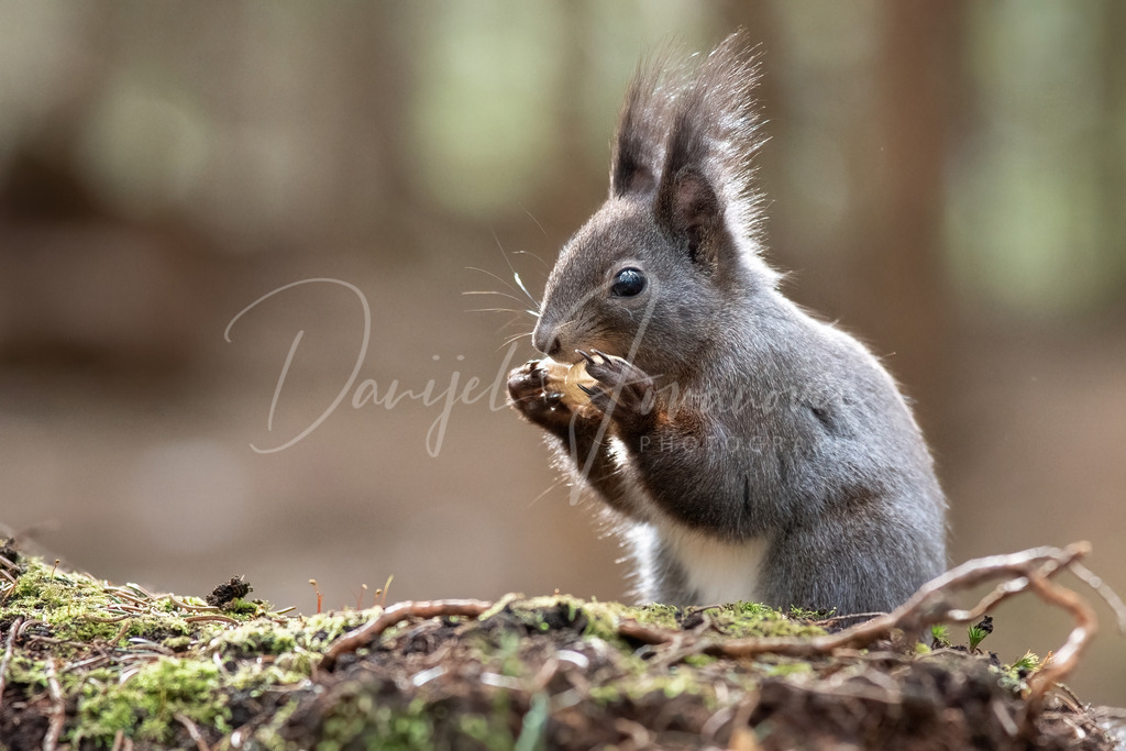 Eichhörnchen | Eichhörnchen im Wald