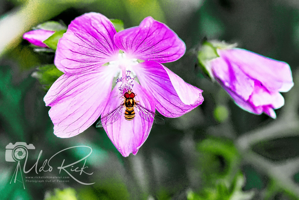 Schwebfliege_auf_Moschus_Malve | Entdecken Sie Fotografie aus Leidenschaft: Auftragsfotografie, HD-Fotos, Geschenkartikel aus Ihren Bildern und vieles mehr. Beauftragen Sie uns für besondere Momente!