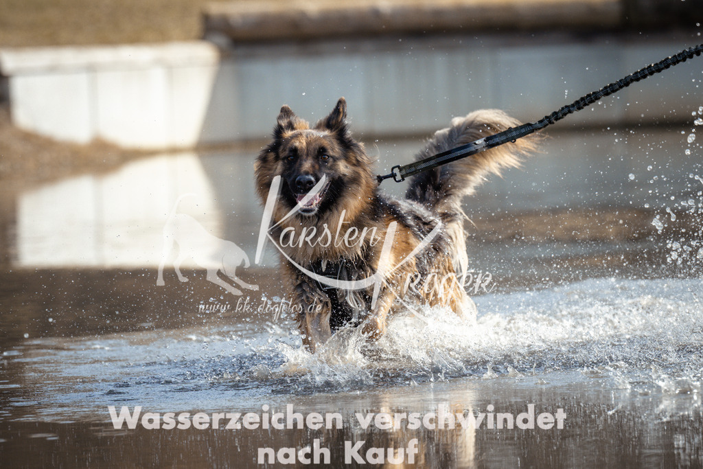 1152_ZZ96926 | kk-dogfotos