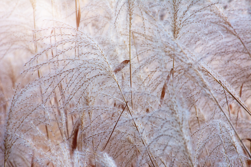 Feingras im Licht | Feines Gras im Gegenlicht. - Realisiert mit Pictrs.com