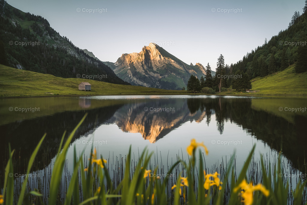 1 Toggenburg | yannikbuholzer - Realisiert mit Pictrs.com
