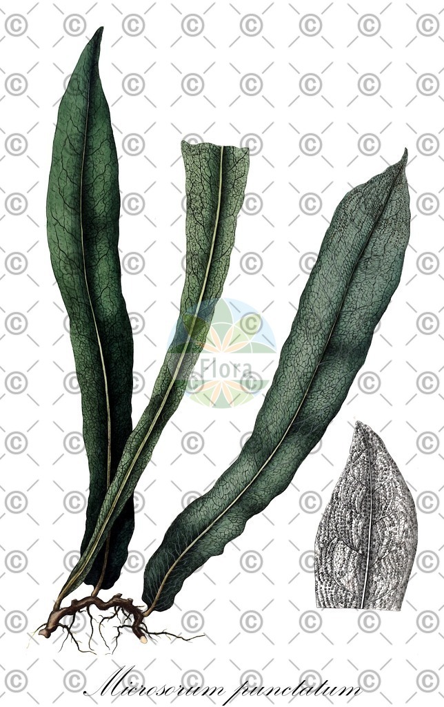 HistAbb_5SFR_1_ENZY_Simple | Historische Abbildung von Microsorum punctatum - Polypodiaceae | Historical Illustration of Microsorum punctatum - Polypodiaceae