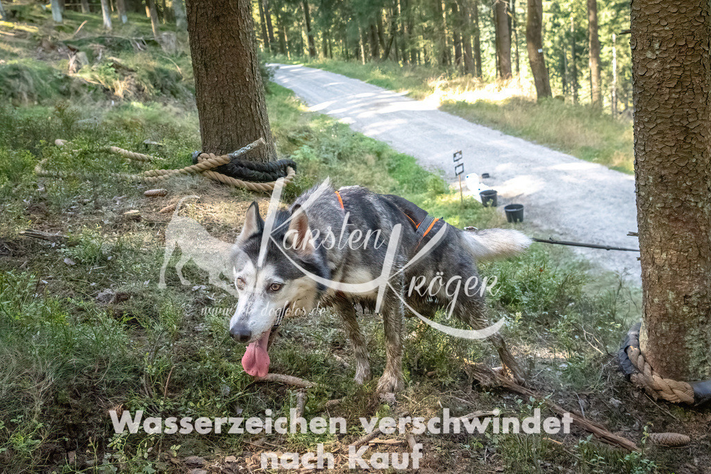 1139_ZZ91286 | kk-dogfotos