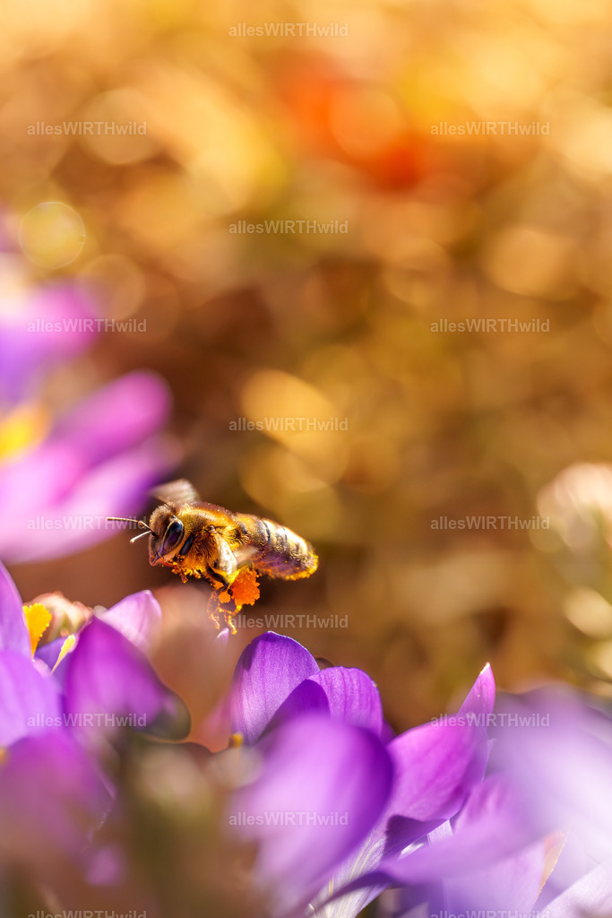 Eine Biene im Sonnenschein | Entdecke die faszinierende Welt der Natur- und Wildlife-Fotografie von Daniel und Bärbel. Inspirierende Bilder von wilden Tieren und kleinen Naturwundern.