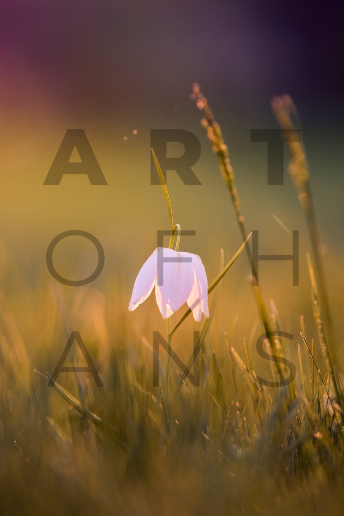 Ein Hans Fineart Original | Entdecke die Kunst von Hans Fineart - Fotografien für dein Zuhause. Verwandle deine Wände mit einzigartigen Kunstwerken und bringe die Schönheit der Welt in dein Leben. Bestelle jetzt und schaffe einen Ort der Inspiration und Eleganz.