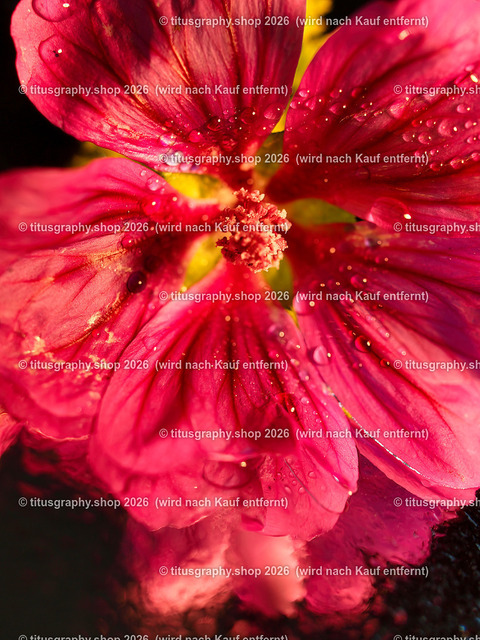 titusgraphy_P7088790-vz-ln | titusgraphy-shop: Geschenkideen mit Qualitätsfotos. titusgraphy-shop: gift ideas with quality photos. titusgraphy-shop: idées cadeaux avec photos de qualité.  - Realisiert mit Pictrs.com