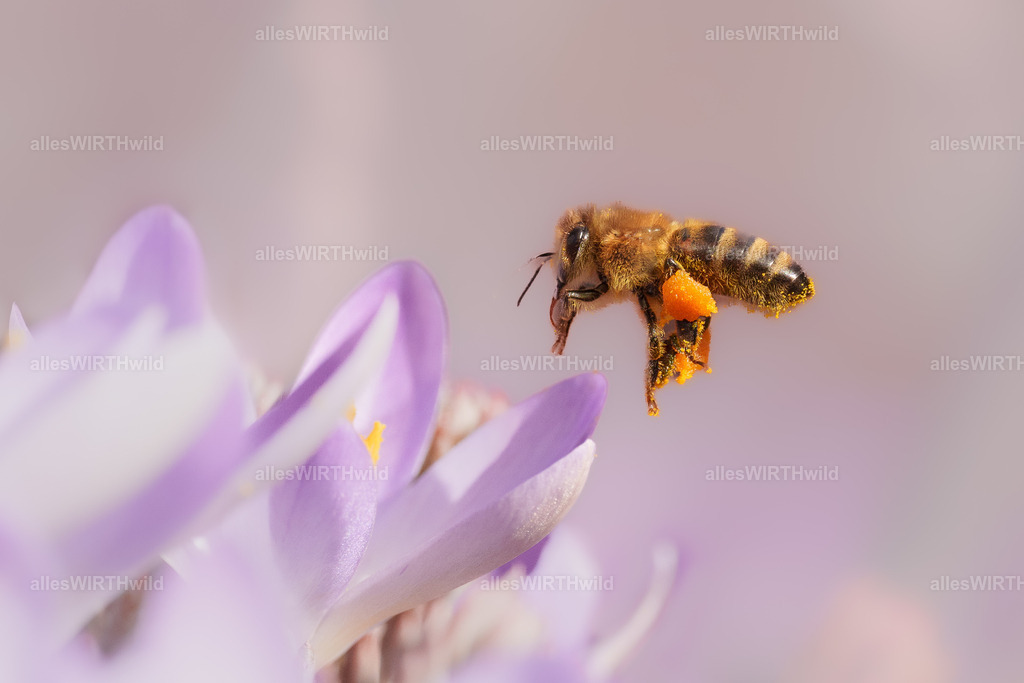 Frühling | Entdecke die faszinierende Welt der Natur- und Wildlife-Fotografie von Daniel und Bärbel. Inspirierende Bilder von wilden Tieren und kleinen Naturwundern.