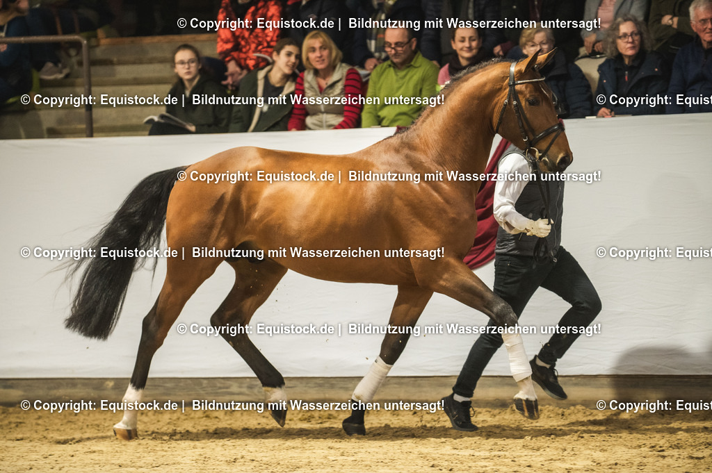 20240302_Hengstvorstellung_Marbach_TOMsPiC_0267-2 | equistock