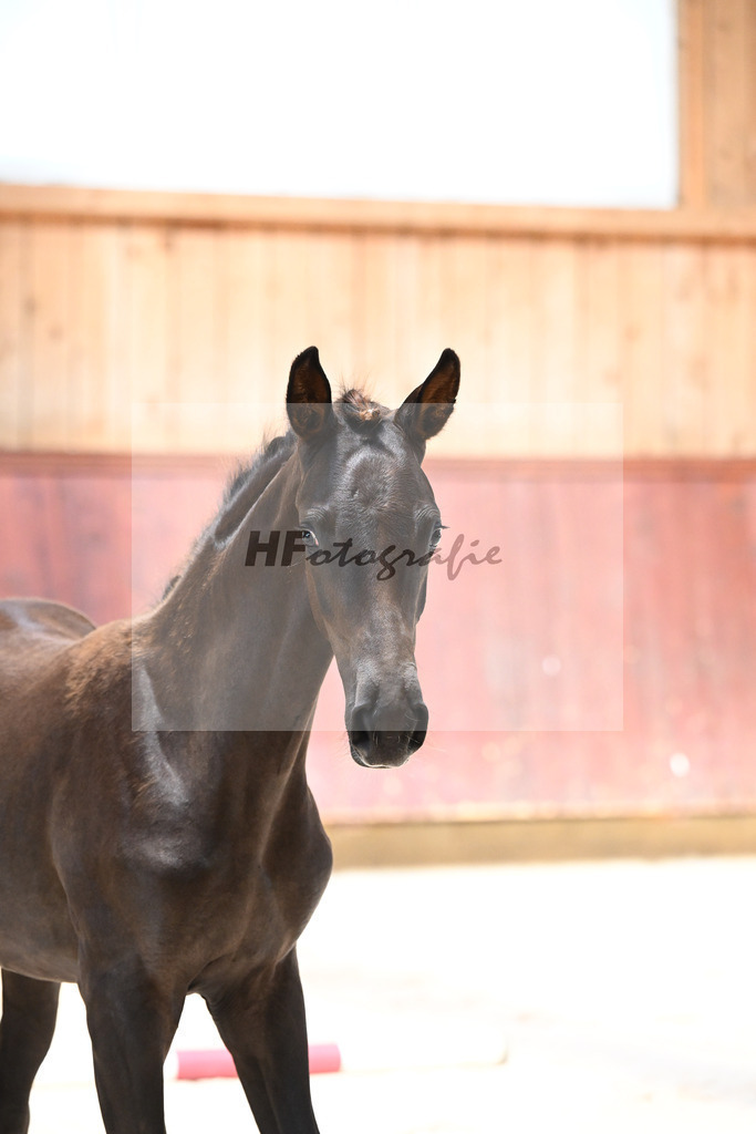 Kat-Nr. 5 SF Bon Esprit x Millennium_Gebler_32240071 | hf-fotografie - Realisiert mit Pictrs.com