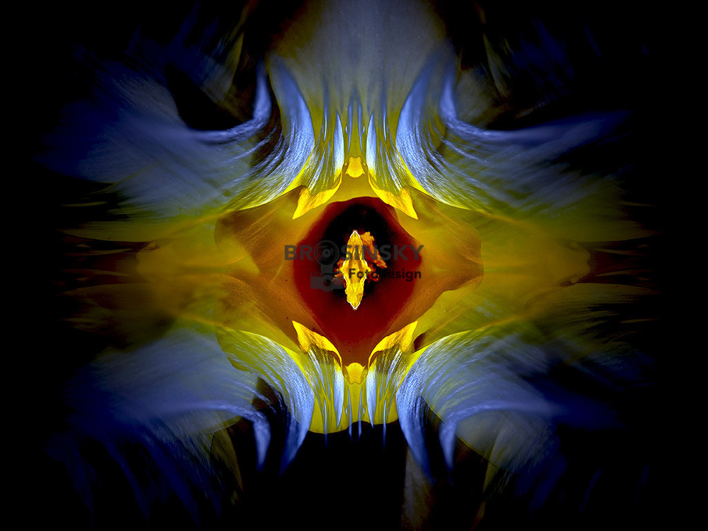 Erotic of  a daffodil | brosinskyfotodesign-shop - Realisiert mit Pictrs.com