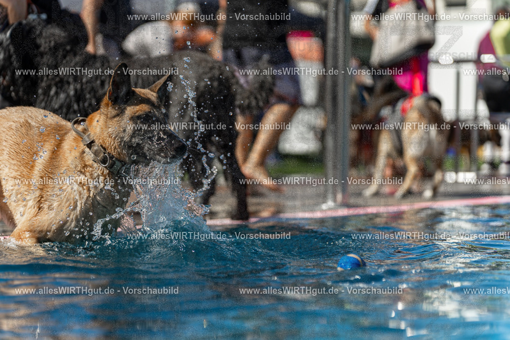Hundeschwimmen_Volksbad_2026-allesWIRTHgut_Tierfotografie-2609061159-110959-7R500050 | Professionelle Tierfotografie in Mönchengladbach von Daniel Wirth (allesWIRTHgut). Liebevolle & natürliche Bilder von Hunden & Katzen für unvergessliche Erinnerungen.