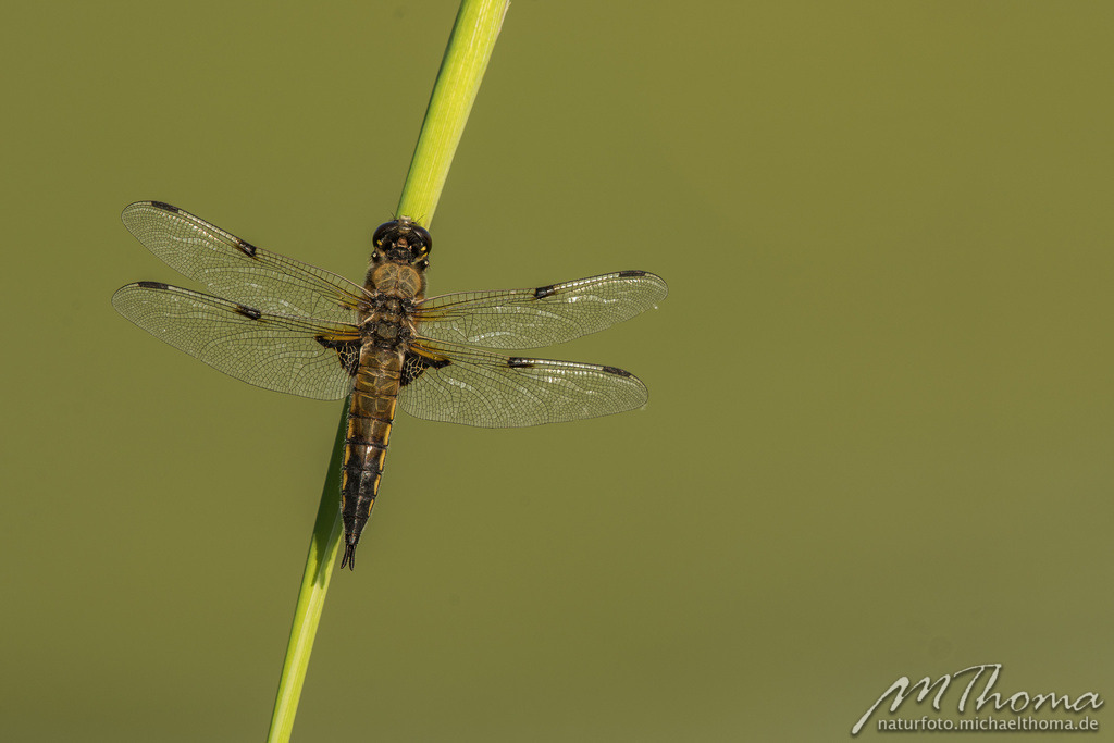 Vierfleck-Libelle | Dies ist der Online-Shop von naturfoto.michaelthoma.de. Ich bin leidenschaftlicher Naturfotograf und fotografiere von der Andromedagalaxie bis zum Zwergtaucher, von der Ameise bis zum Orionnebel alles was mit Natur zu tun hat. Hier kann eine Auswahl meine - Realisiert mit Pictrs.com