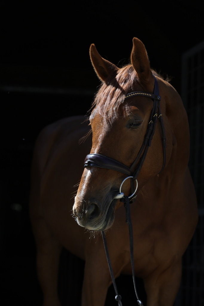0P6A8748 | Willkommen bei Brunnmayr - Design & Fotografie – Ihrem Spezialisten für Reitturniere und Pferdeveranstaltungen in Oberösterreich, Salzburg und Bayern! Seit über 17 Jahren sind wir leidenschaftlich dabei.