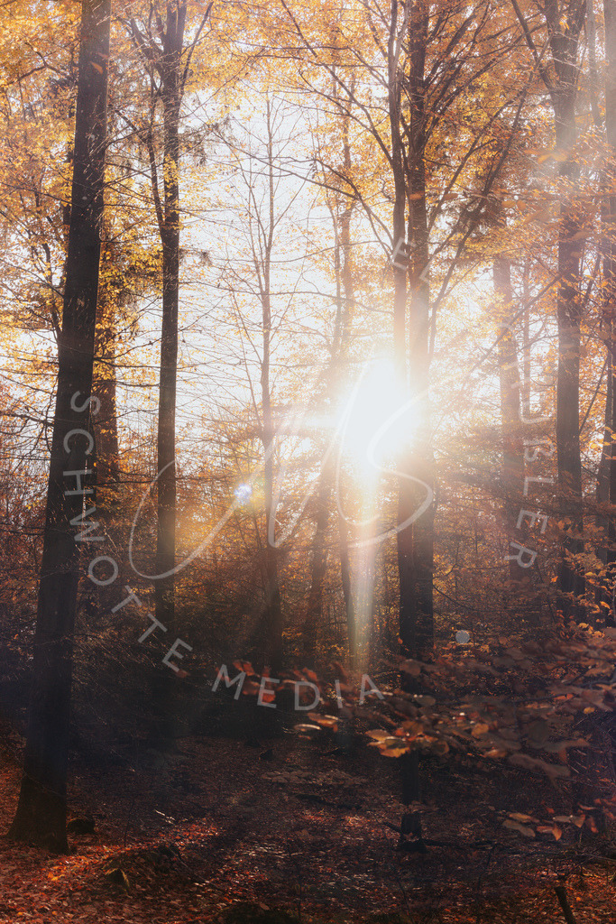 2025-10-30 Herbst Baerenseen Stuttgart 010 | Schwotte Media - Realisiert mit Pictrs.com