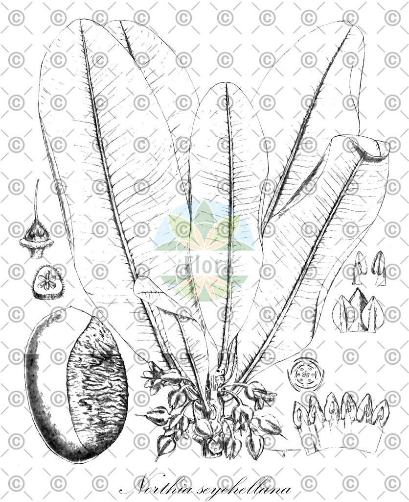 HistAbb_64XT_2_ENZY_Simple | Historische Abbildung von Northia seychellana - Sapotaceae | Historical Illustration of Northia seychellana - Sapotaceae