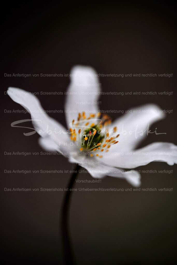 Wandbild Buschwindröschen #03 | Buschwindröschen erfreuen uns, meist in Wäldern, mit ihrer filigranen Schönheit. Diese Aufnahme, mit den gedämpften Tönen, vermittelt Ruhe und Gemütlichkeit in Ihren Räumen. Die kleinen Details ziehen den Betrachter in ihren Bann. - Realisiert mit Pictrs.com