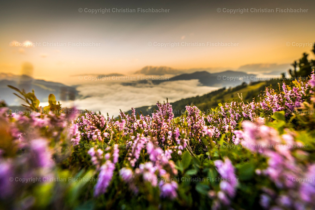 Fotos_Copyright_Chri_Fischbacher_Druck-236 | Bildershop Chri Fischbacher - Realisiert mit Pictrs.com