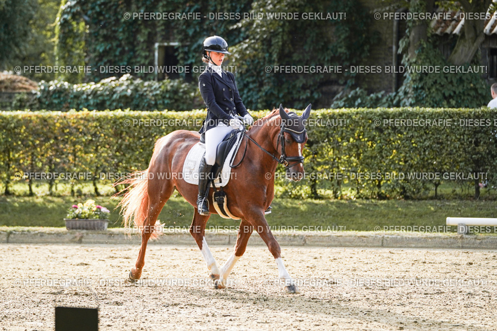 DSC04702 | Pferdegrafie