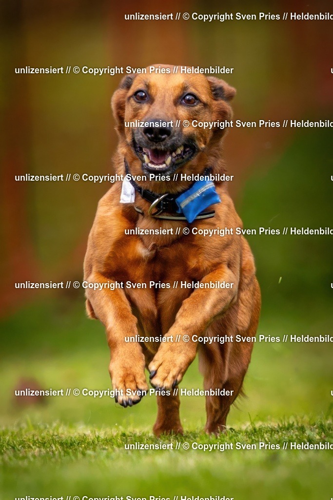 Sven Pries | 2024-09-22 - Hunderennen Baden-BadenPudelverein - Realisiert mit Pictrs.com