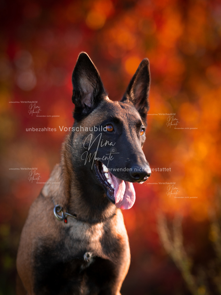 _16A0051-1 | Einzigartige Fotos von Hunden & Menschen –Actionfotos, Portraits, Vereinsaufnahmen & Paarshootings – authentisch, lebendig & mit Herz.