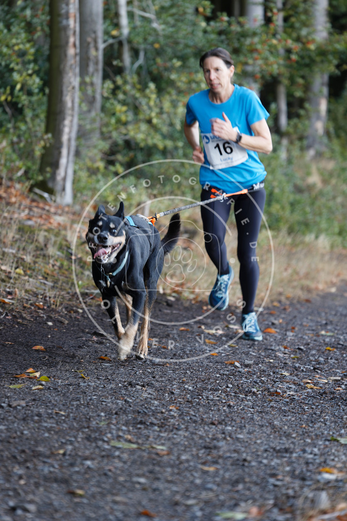 0L8A1442 | Hundefotografie, Tierfotograf, Pfotenfotografie, Fotoshooting Hund, Hunde Portrait, Hundesport, Hundeportraits, Heideshooting, Hunde, Sportfotograf, Hundefotograf, Turnierhundsport, THS,  - Realisiert mit Pictrs.com