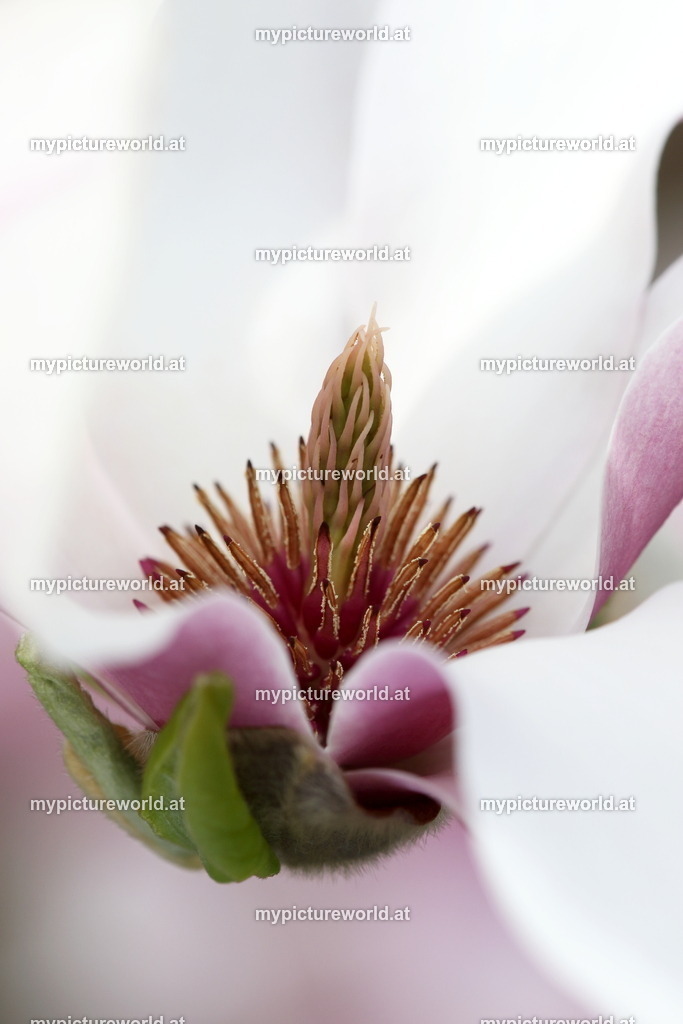 Tulpen-Magnolie-011 | Das Bilderarchiv über Tiere, Planzen und Landschaften. In der Bilddatenbank finden Sie ein große Auswahl an hochwertigen Bilder für Ihre Werbung - Realisiert mit Pictrs.com