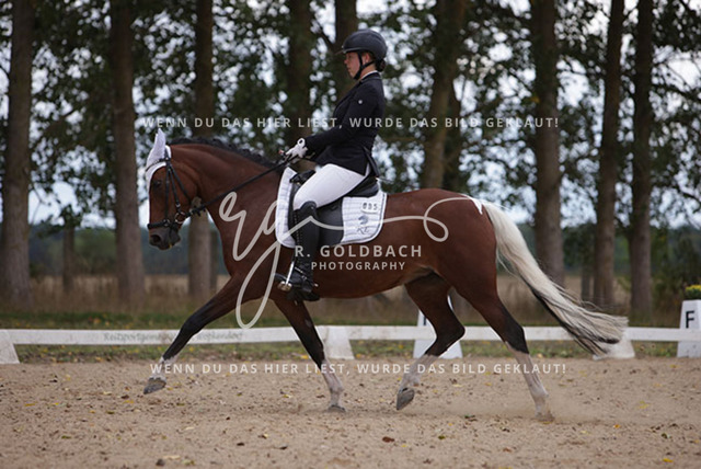 1J2A0908Charlotte Fehr_ Ikon 16_ Kn061_ Wöpkendorf_ Annalena Beier_ Quinn M_ Kn095 | Foto- und Videografie für alles rund ums Pferd. Hochwertige Bilder und Videos vom Spring- und Dressurreiten, Voltigieren & mehr. Jetzt aktuelle Veranstaltungen und Preise im Shop ansehen. - Realisiert mit Pictrs.com