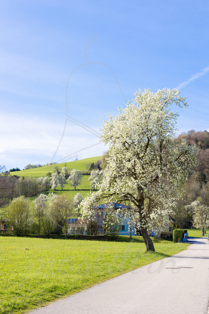 Birnbaumblüte in Perwarth bei Randegg | Ihre Fotografin im Lungau, ihre Fotografin im Mostviertel, Wandbilder Onlineshop, Imagefotos für Ihr Unternehmen,  - Realisiert mit Pictrs.com