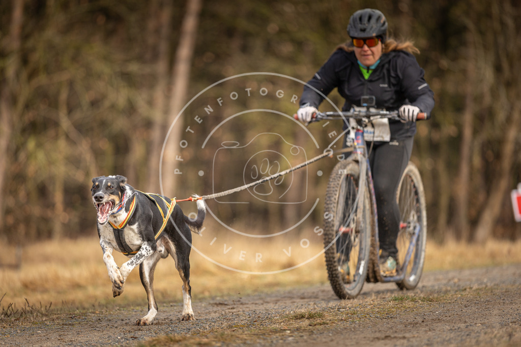 DV3A3441 | Hundefotografie, Tierfotograf, Pfotenfotografie, Fotoshooting Hund, Hunde Portrait, Hundesport, Hundeportraits, Heideshooting, Hunde, Sportfotograf, Hundefotograf, Turnierhundsport, THS,  - Realisiert mit Pictrs.com