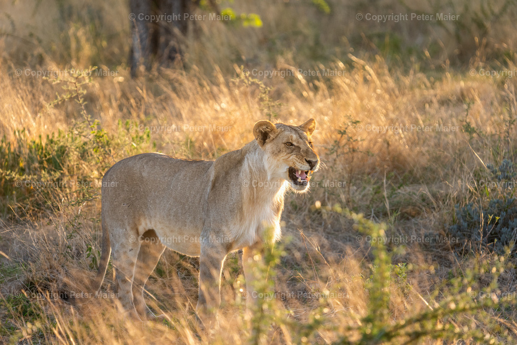 Etosha_Nationalpark_Namibia-234 | piet_flosse