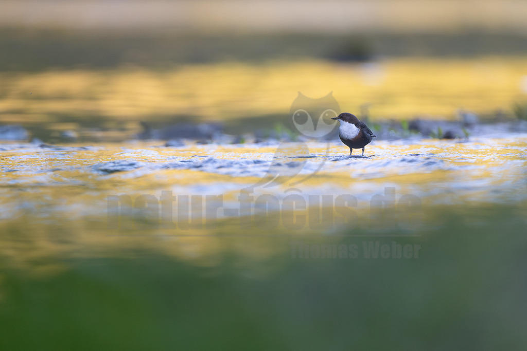 R6M38810_20260501 | Eine einzelne Wasseramsel (Cinclus cinclus) steht aufmerksam in einem seichten Bach. Das Wasser um den Vogel herum ist in Bewegung und reflektiert das goldene Licht der Umgebung, während der Vordergrund in einem unscharfen Grün gehalten ist. - Realisiert mit Pictrs.com